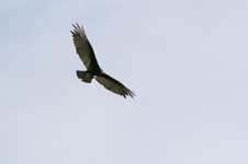 Vulture (in flight)